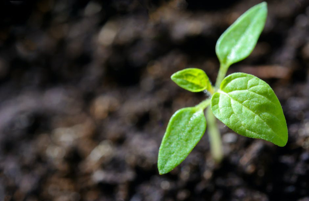 Wat zijn geurplanten en welke soorten zijn geschikt voor in de tuin?
