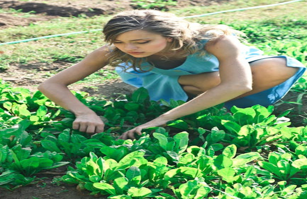 Hoe kiest u de juiste beplanting voor een schaduwrijke tuin?