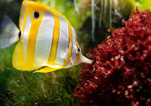 Waarom kiezen voor een juwel aquarium?