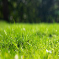 Is september 2026 de beste maand om je gazon opnieuw in te zaaien na de droge zomer?
