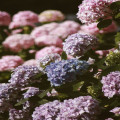 Waarom groeien hortensia’s niet goed? Oorzaken en oplossingen op een rij