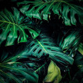 Waarom groeien je planten niet? Dit zijn de meest voorkomende oorzaken