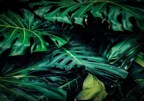 Waarom groeien je planten niet? Dit zijn de meest voorkomende oorzaken