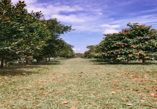 Hoe richt je een onderhoudsarme tuin in? Praktische tips en inspiratie