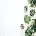 Wat is de ideale afstand tussen planten in een border?