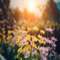 Welke tuinplanten kunnen tegen schaduw? De beste keuzes voor een schaduwrijke tuin