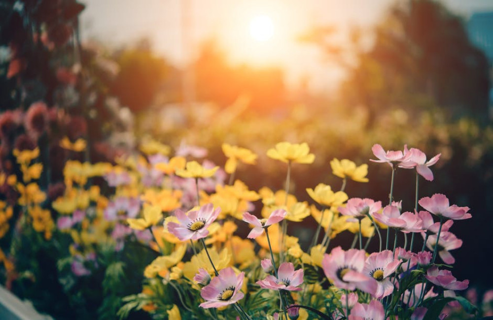 Welke tuinplanten kunnen tegen schaduw? De beste keuzes voor een schaduwrijke tuin