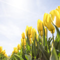 Dit zijn 3 leuke tulpen voor de lente van 2023