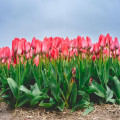 Wanneer plant je tulpenbollen in november 2026 en hoe diep moeten ze in de grond