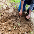 Hoe diep moet je planten in de grond zetten? Dit moet je weten voor een gezonde tuin