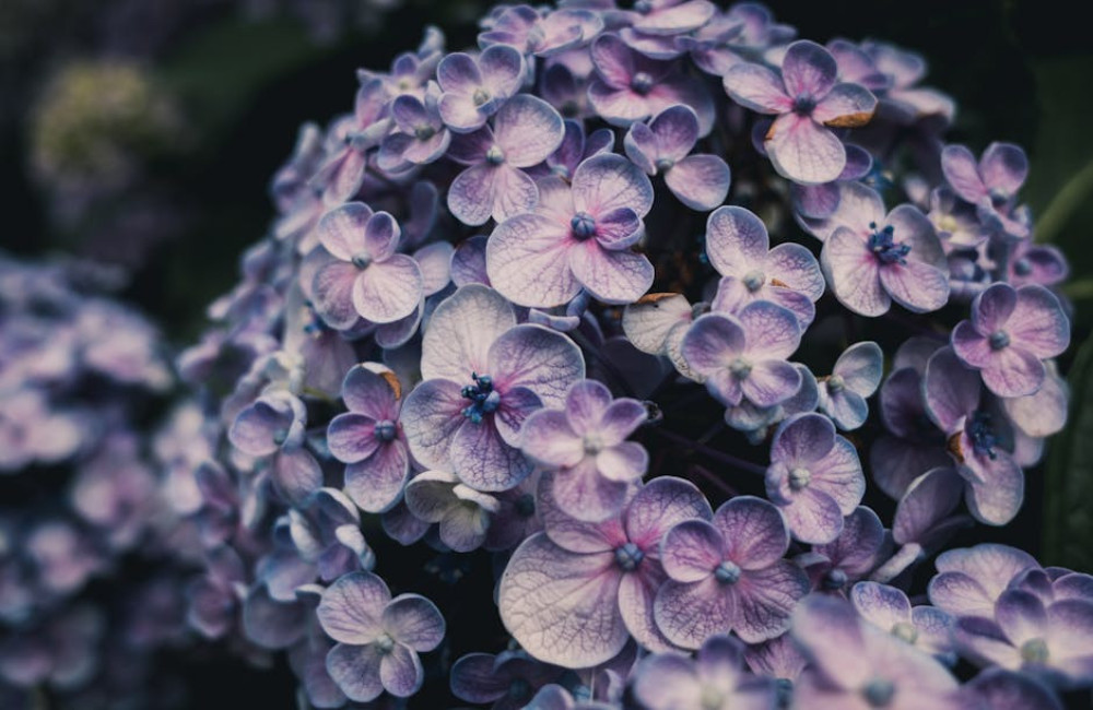 Waarom worden mijn hortensia’s niet blauw?