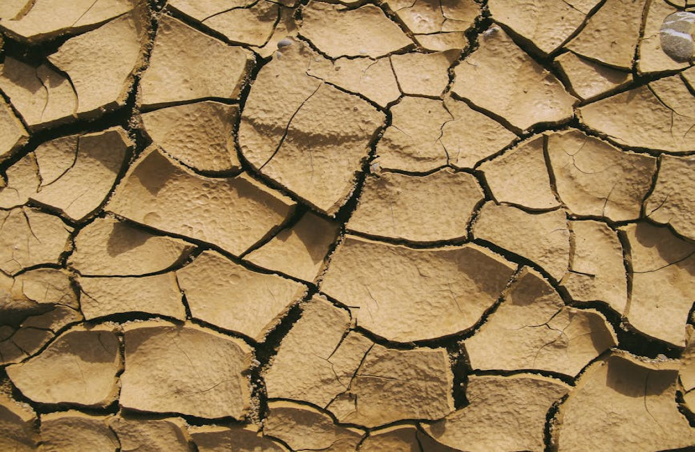 Wat is het verschil tussen tuinaarde en potgrond uitgelegd