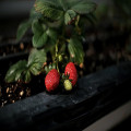 Een moestuin, iets voor jou?