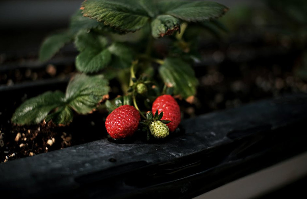 Een moestuin, iets voor jou?