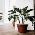 Hoe kies je de juiste planten voor schaduwrijke plekken in je tuin?