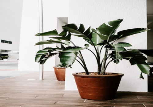 Hoe kies je de juiste planten voor schaduwrijke plekken in je tuin?