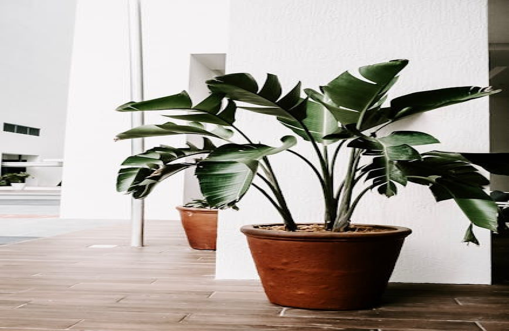 Hoe kies je de juiste planten voor schaduwrijke plekken in je tuin?