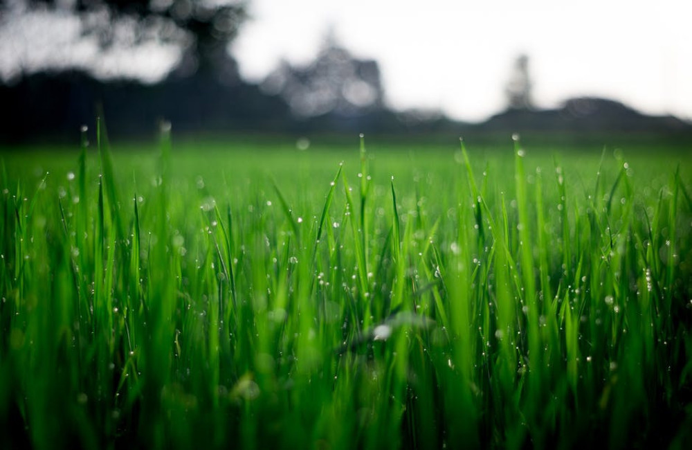 Wat is de juiste volgorde bij het aanleggen van een tuin?