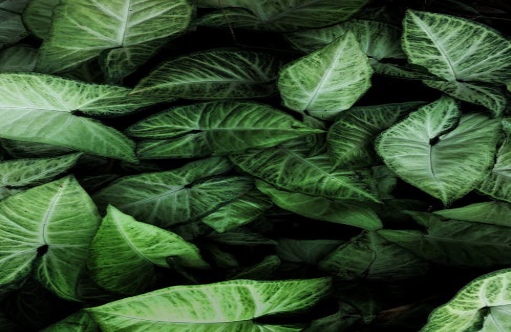 Waarom je planten gele bladeren krijgen en wat je eraan kunt doen