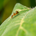 Hoe kun je mieren op een natuurlijke manier bestrijden in je tuin?