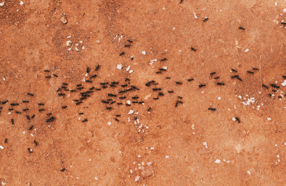 Waarom komen er mieren in mijn tuin? Oorzaken en oplossingen uitgelegd