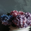 Waarom gaan mijn hortensia’s niet bloeien? De oorzaak en oplossing uitgelegd