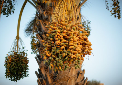 Zoete vrucht van de palmboom: kan je een dadelpalm in Nederland kweken?