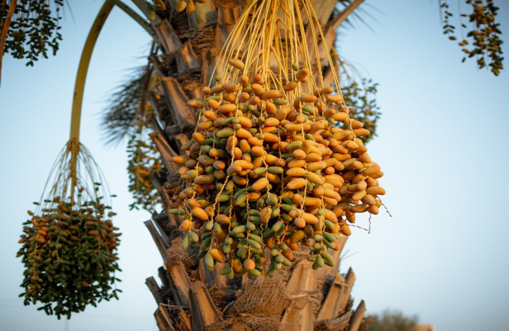 Zoete vrucht van de palmboom: kan je een dadelpalm in Nederland kweken?