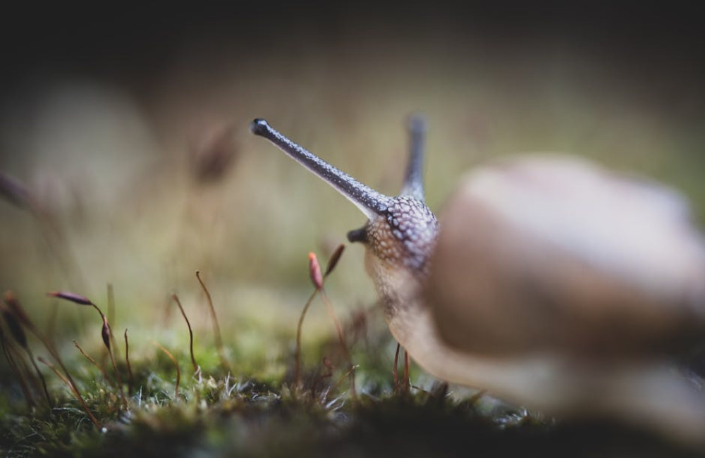 Hoe voorkomt u slakken in de tuin zonder gif of chemische middelen