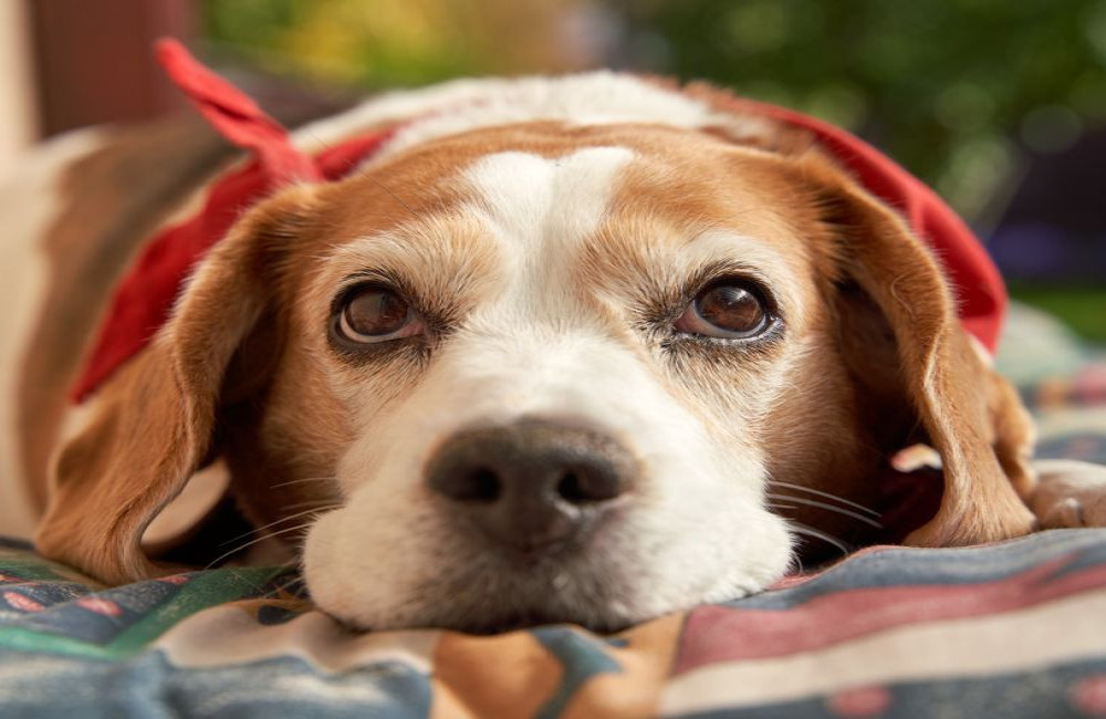 Nederlandse naam beagle: zo heet dit hondenras in Nederland