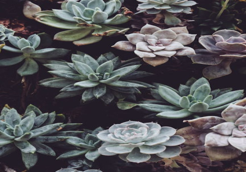 Hoe kies je de juiste plantenbakken voor je tuin?
