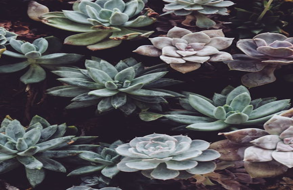 Hoe kies je de juiste plantenbakken voor je tuin?
