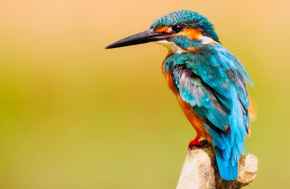 Creëer een vogelvriendelijke tuin: tips voor voeding, water en schuilplaatsen