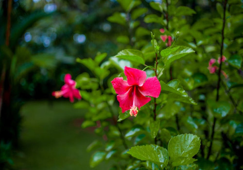 Waarom bloeit mijn hibiscus niet in de tuin en wat kun je eraan doen