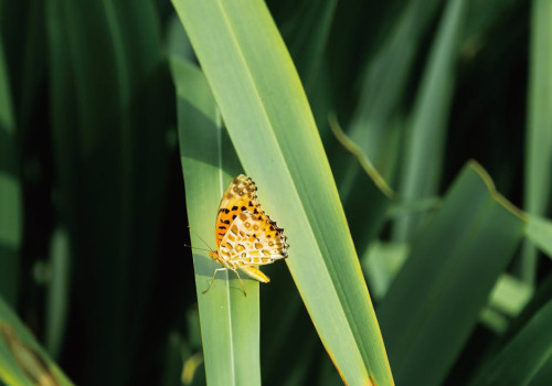 Wanneer en hoe snoei je een vlinderstruik voor een rijke bloei
