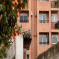Duivenpinnen Action: betaalbare anti-duif oplossing