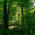 Hoe maakt u een schaduwrijke plek in uw tuin zonder bomen?