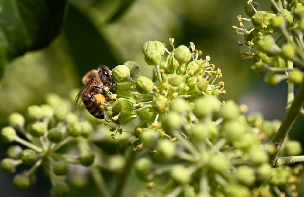 Hoe trekt u bijen en vlinders naar uw tuin met de juiste beplanting?