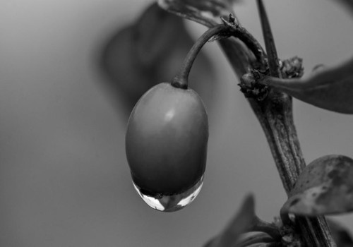 Waarom krijgt mijn oleander gele bladeren en wat kun je eraan doen