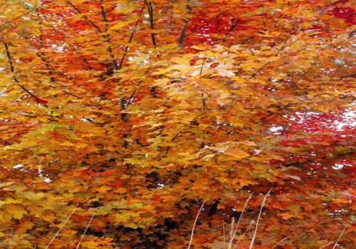Waarom krijgt mijn Japanse esdoorn bruine bladranden en wat kan ik eraan doen