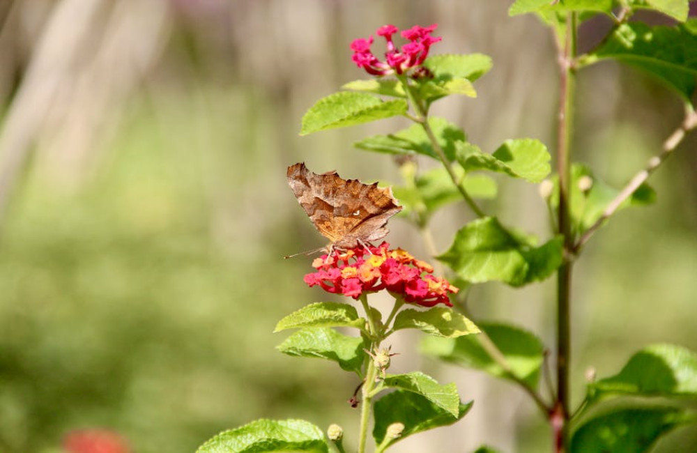 Hoe verhoog je de biodiversiteit in je tuin zonder veel geld uit te geven?