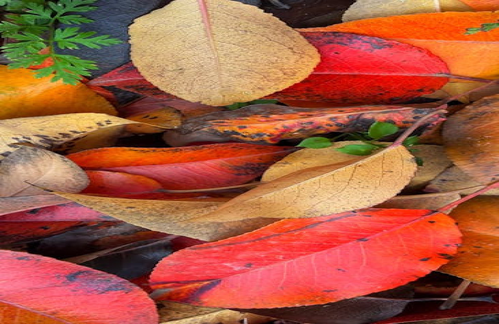 Welke bodembedekker stikt onkruid het meest effectief in de tuin?