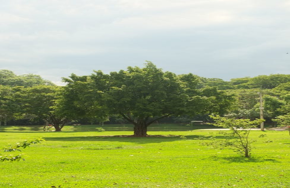 Schaduwplanten voor kleine stadstuinen: zo maakt u elke hoek groen