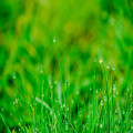 Waarom is een schoonloopmat ideaal voor de tuinliefhebber?