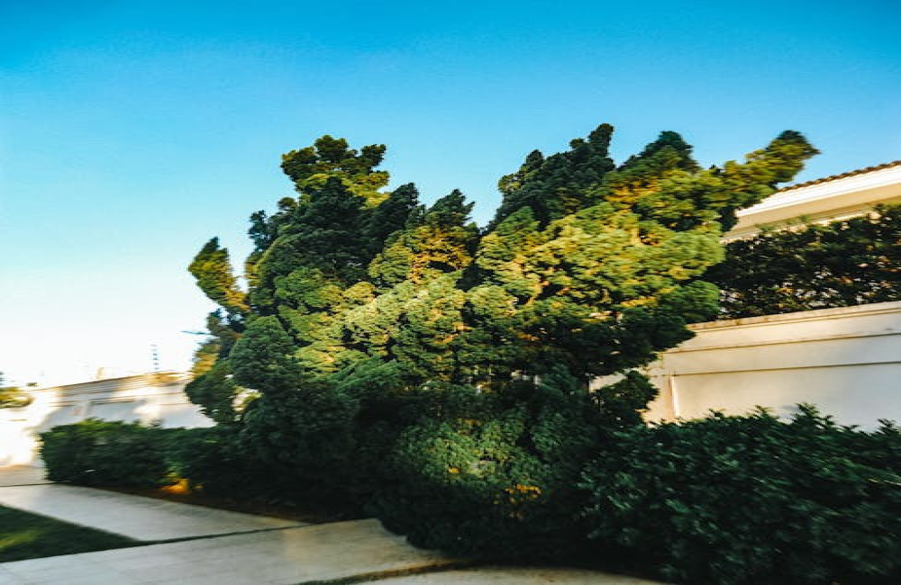 Hoe maak je een groene erfafscheiding met klimop langs gaaspaneel of hekwerk?