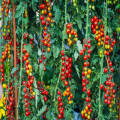 Waarom laten mijn tomatenplanten bloemen vallen bij 30 graden in de kas?