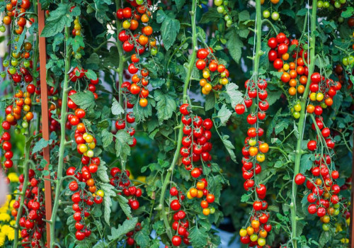 Waarom laten mijn tomatenplanten bloemen vallen bij 30 graden in de kas?