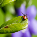 Zo houd je teken uit jouw tuin!