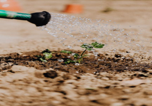 Hoe vaak moet je de tuin sproeien in de zomer voor een gezond gazon?