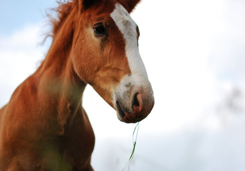 Voordelen van supplementen voor de gezondheid van paarden